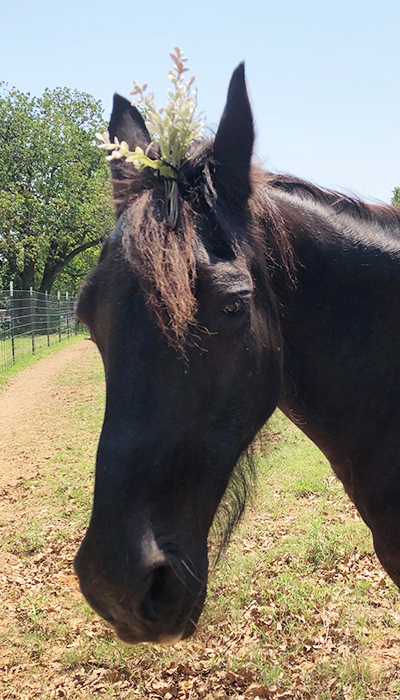 Pretty Horse